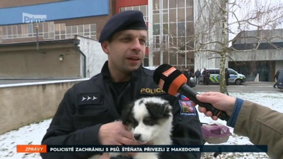 22. 12. 2017 ZPRÁVY: POLICISTÉ ZACHRÁNILI 5 PSŮ. ŠTĚŇATA PŘIVEZLI Z MAKEDONIE